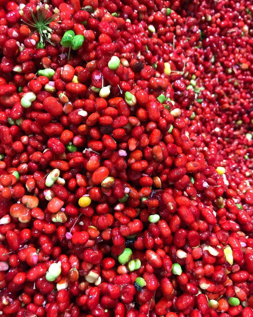 2017聚焦东北,最美人参子,没有最美只有更美!