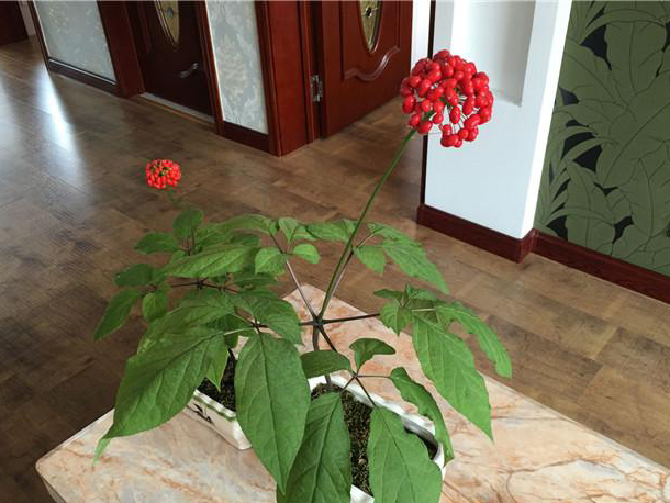 人参盆栽的制作与养护