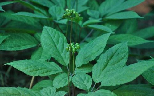 人参叶也有大用处!夏日妙用不烦恼